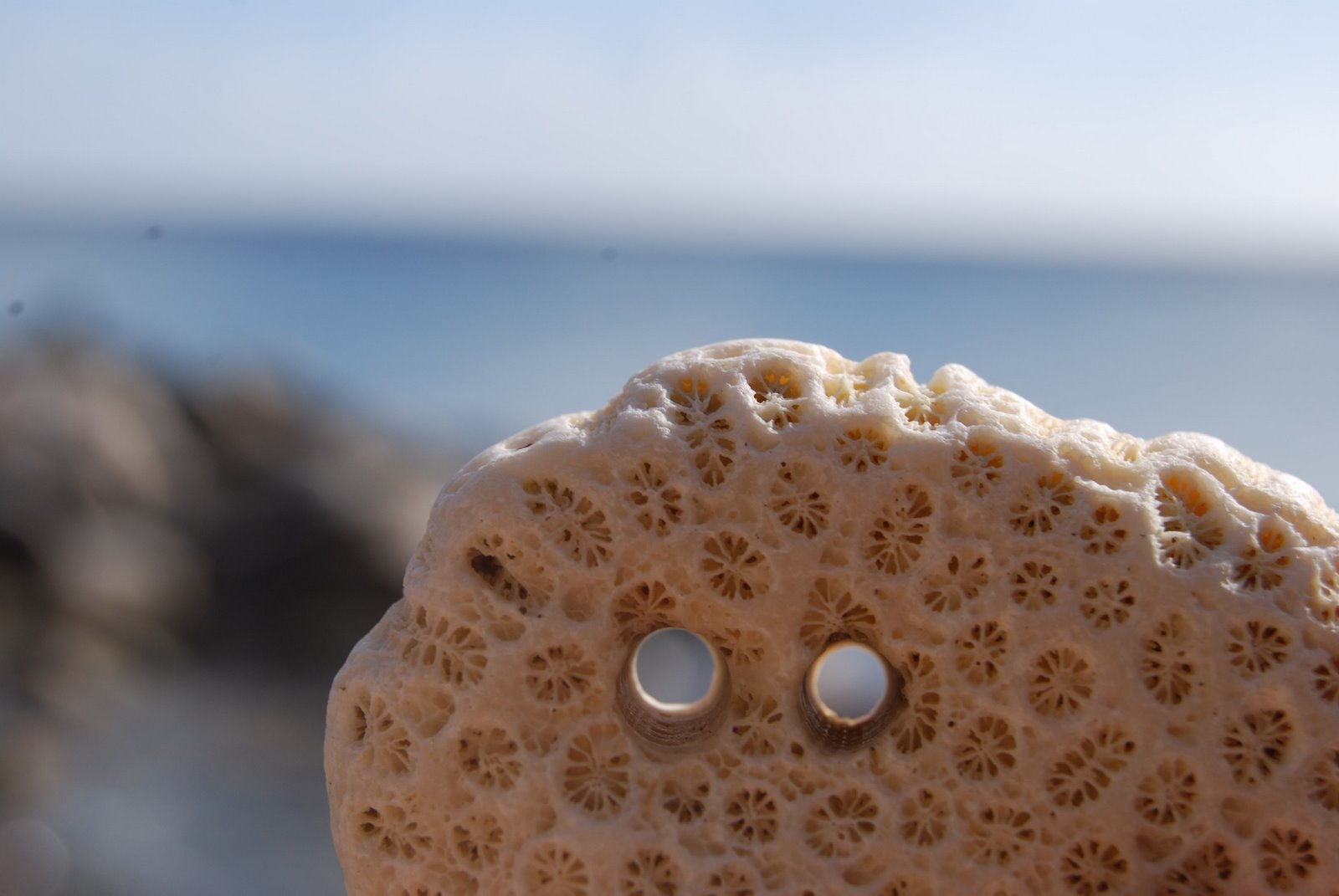 vieques_Shell.jpg